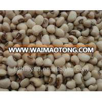 Northeast China pink cowpea