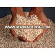 New crop quality Cowpea African white Haricot Beans